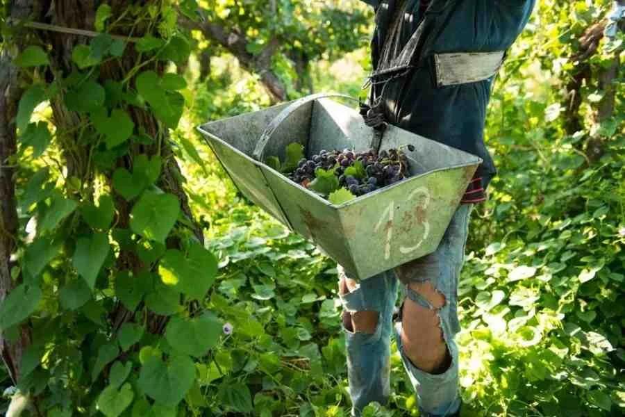 Cierre de fincas en Chilecito afecta al empleo vitivinícola