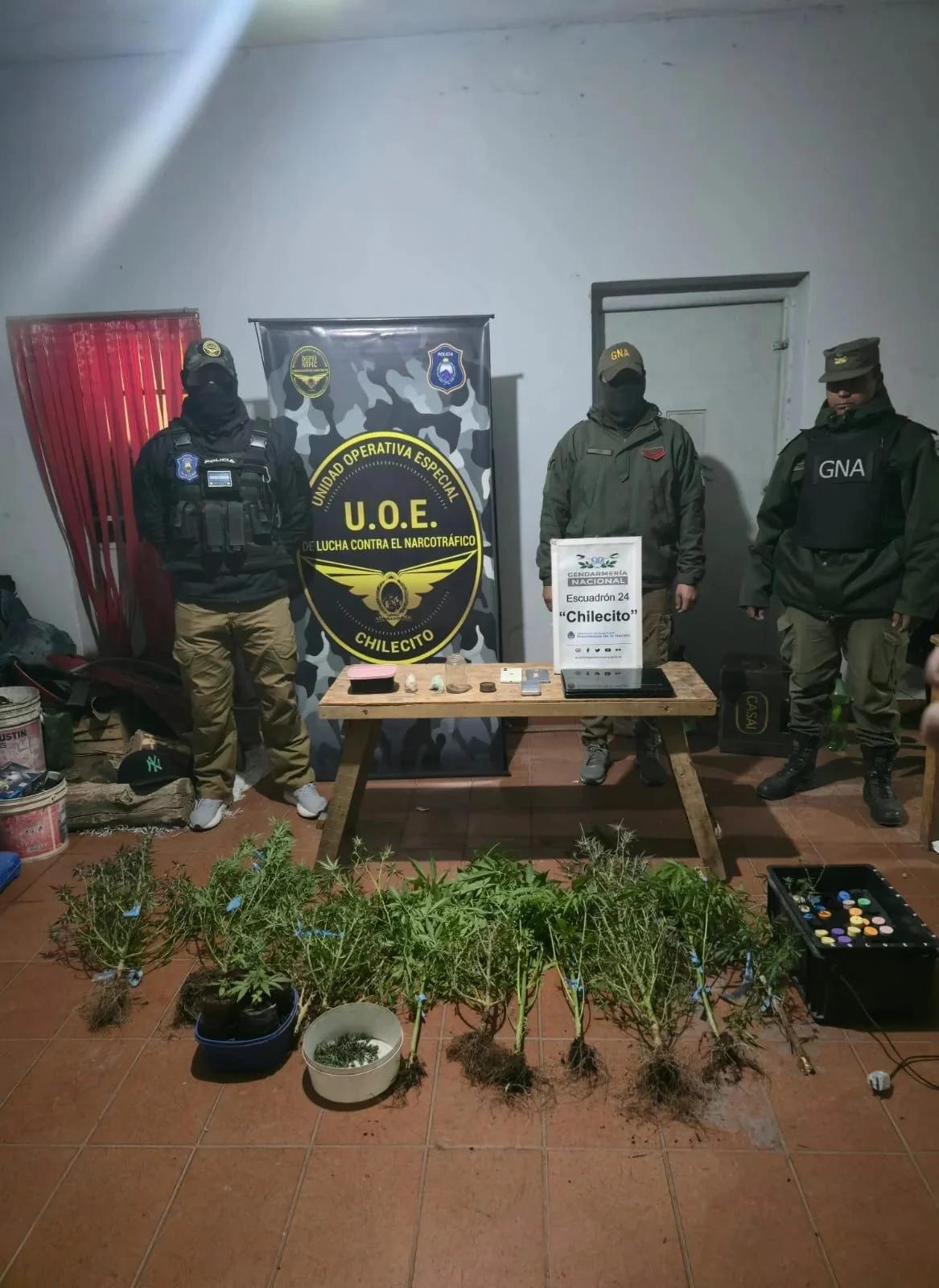 Operativo antidrogas en Chepes: incautaron marihuana y desmantelaron un vivero