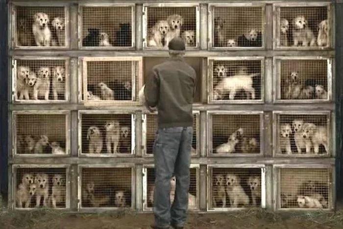 Cuestionan el proyecto libertario sobre criaderos de animales: “No se deben regu