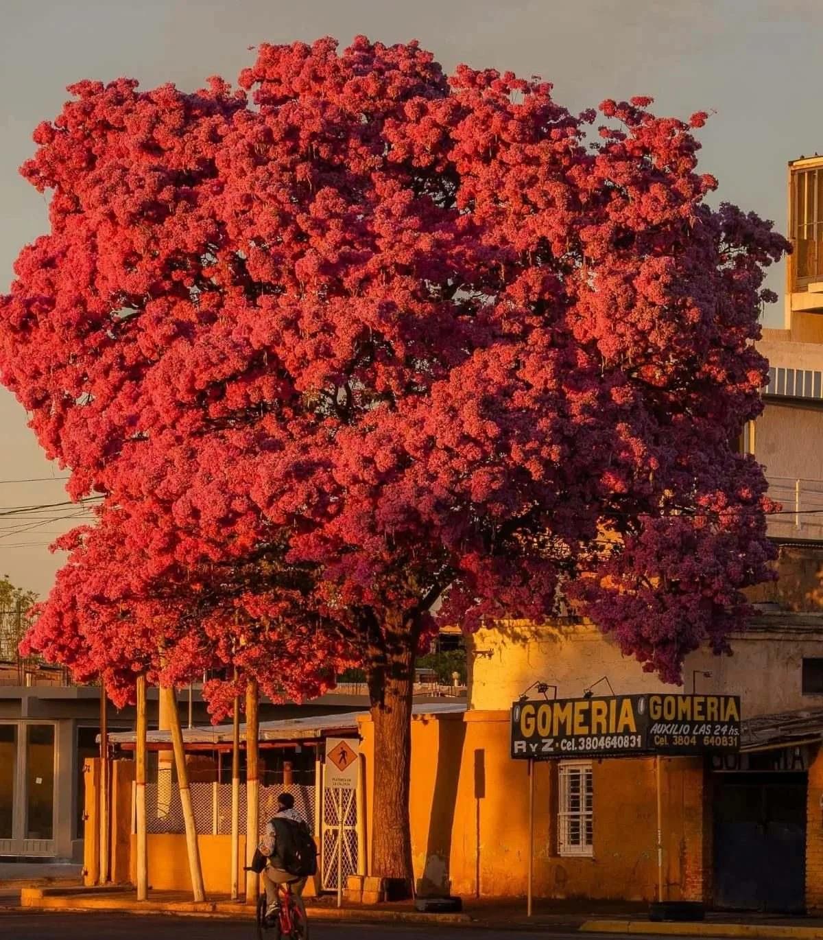 Los lapachos florecen y le dan la bienvenida a septiembre en la capital
