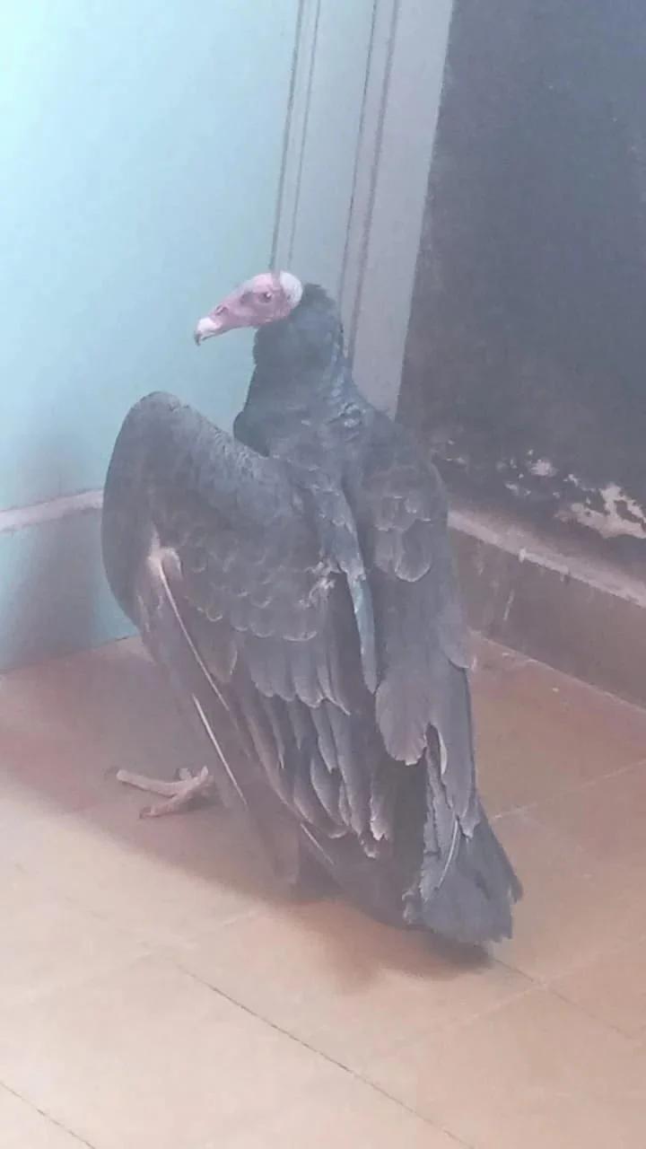 Rescataron a un ave herida en Famatina